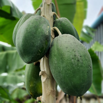 Papaya (Papita)