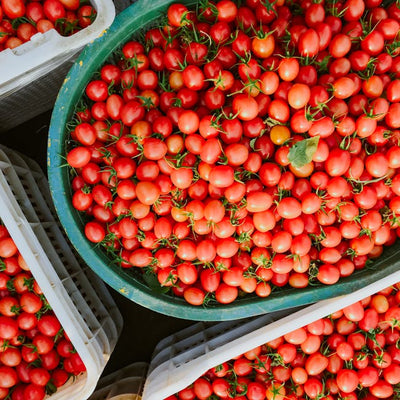 Fresh Tomatoes