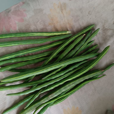 Drumstick (Sahjan)
