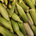Sweet Corn