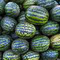 Watermelon 1
